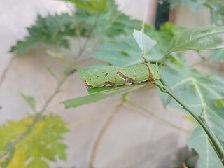 Caterpillar on a leaf and eating leaves