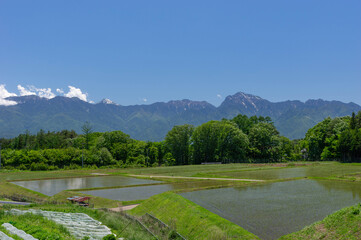 残雪がわずかに残る南アルプスを背景に新緑を映す初夏の水田