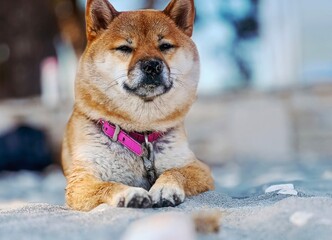 Adorable red Shiba Inu dog peacefully sleeping on a cozy bed in a bright, stylish bedroom. High-quality, pet-friendly image perfect for home decor or lifestyle projects. Copy space