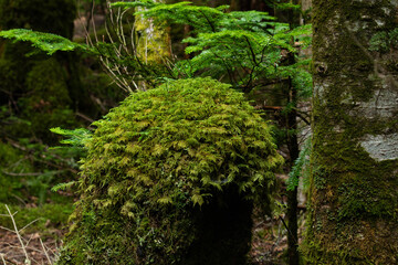 中山峠へと至る登山道脇の苔のオブジェ