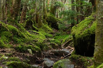 中山峠へと至る雨後の苔に覆われた登山道
