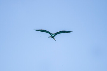 seagull in the sky