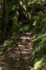 みどり池手前の夏の木漏れ日が差し込む苔むした登山道