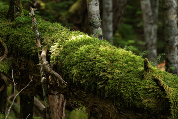 みどり池へ至る登山道沿いの木漏れ日が差す苔むした倒木