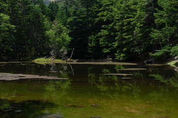 しらびそ小屋から眺める夏の日差しに輝くみどり池の一角