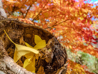 秋の紅葉とイチョウの葉