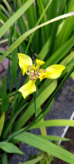 yellow flower in the garden