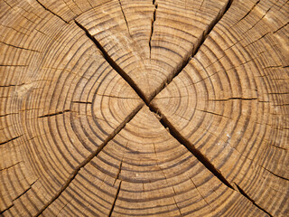 cross section of tree trunk. wood, tree, texture, cut, wooden, ring, timber, brown, log, old, nature, pattern, rings, trunk, circle, textured, abstract, section, stump, forest, natural, macro, backgro