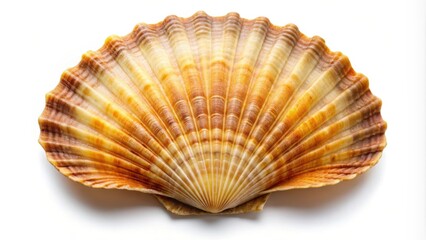 Obraz premium Scallop isolated on white background, scallops, seafood, shellfish, delicacy, gourmet, fresh, ocean, marine, protein, cuisine