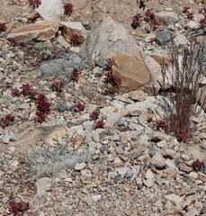 Denizen Fringed Onion, Allium Fimbriatum Variety Fimbriatum, a population of these astounding natives display cymose umbel blooms during Summer at over 8800 feet high in the San Emigdio Mountains.