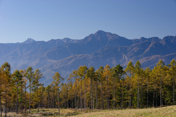 黄葉が始まったカラマツ林越しに望む甲斐駒ヶ岳と北岳