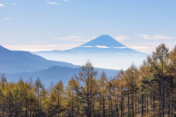 黄葉が始まったカラマツ林越しに望む朝靄たなびく富士山