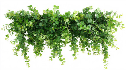 Obraz premium green eucalyptus garland hanging isolated on white background