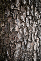 Fototapeta premium Tree bark texture background for wallpaper with seamless pattern