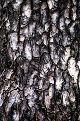 Tree bark texture background for wallpaper with seamless pattern