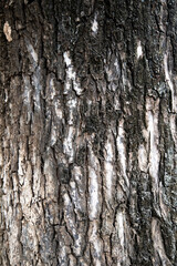 Tree bark texture background for wallpaper with seamless pattern