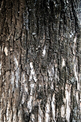 Tree bark texture background for wallpaper with seamless pattern