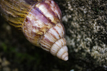 Brown snail crawling on a concrete wall