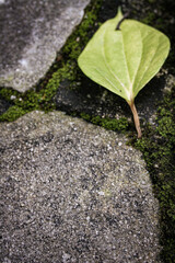 Dry betel leaf falling on the ground