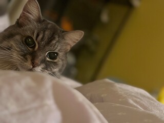 An Indonesian domestic cat with a sleek coat and playful personality, lounging in a sunny spot. Perfect for pet photography, showcasing the charm and beauty of local feline companions at home.