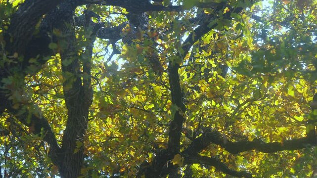 Canopy of oak trees and leaves in muted fall color blowing in autumn breeze with leaves falling in slow motion