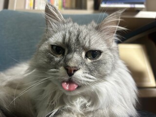 An Indonesian domestic cat with a sleek coat and playful personality, lounging in a sunny spot. Perfect for pet photography, showcasing the charm and beauty of local feline companions at home.
