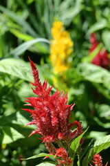 燃え上がる炎の花