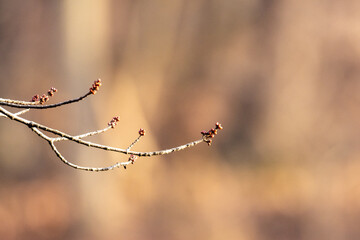Fresh buds from the branch in winter 