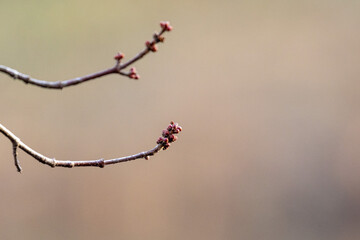 Fresh buds from the branch in winter 