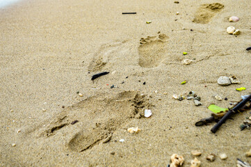 Man walks on the beach and leaves footprints on the beach sand. Focus on footprint, Noisy, exposure, similar others