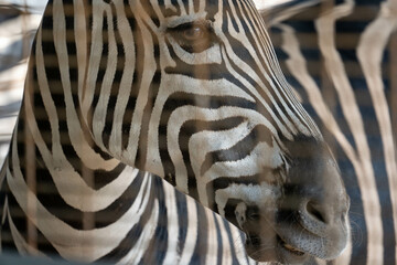 zebra texture