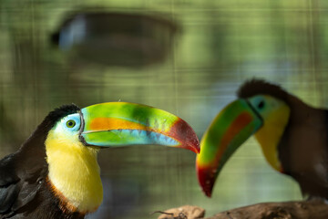 toucan