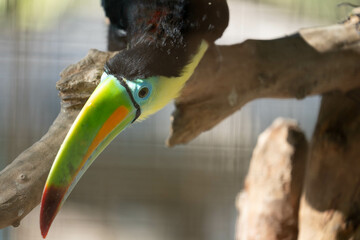 toucan