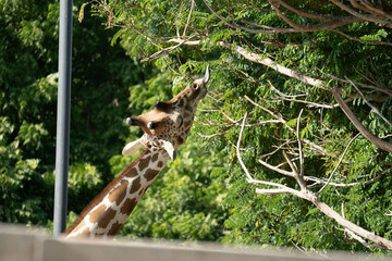 giraffa