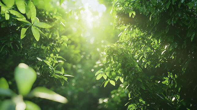 A lush green forest with sunlight shining through the leaves