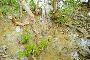 Mangrove forest by the sea.Focus on Mangrove trees, Noisy, exposure, similar others