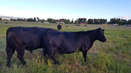 Montana Angus Beef Cows