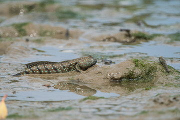 Bluespotted Mud Hopper (Boleophthalmus pectinirostris) on mud, Aceh, Indonesia