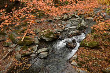 秋、紅葉