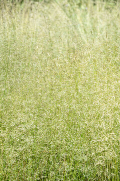  Pixie Fountain, Deschampsia Cespitosa, feathery ornamental grass in a sunny summer garden, as a nature background
