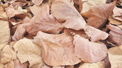 Photograph of fallen golden teak leaves on the ground in a public forest park in northern Thailand.