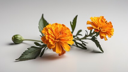 Perfect for floral designs and projects with a natural theme, this solitary marigold flower on a white backdrop displays its vivid yellow-orange petals and detailed features, signifying joy and enthus