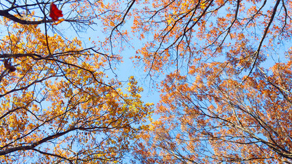 紅葉の森と青空