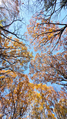 紅葉の森と青空