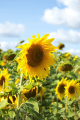 Fototapeta premium Field of sunflowers blooming under a clear blue sky in summer