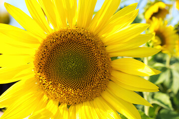 Obraz premium Bright sunflower blooms against a clear sky in a summer garden