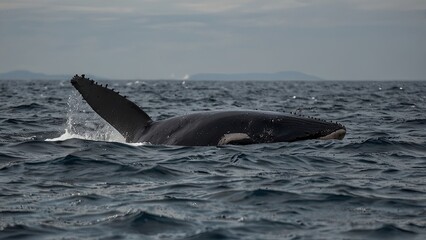 Fototapeta premium A young humpback whale slowly surfaced to air.