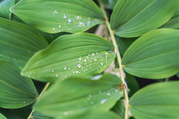 Close-up of green leaves adorned with water droplets in a shaded forest, highlighting the serene beauty and freshness of nature in a tranquil outdoor setting