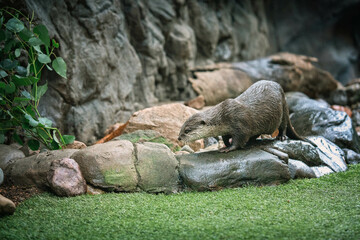 otter looking for food
