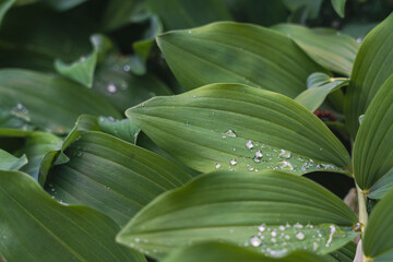 Fototapeta premium Close-up of green leaves adorned with water droplets in a shaded forest, highlighting the serene beauty and freshness of nature in a tranquil outdoor setting